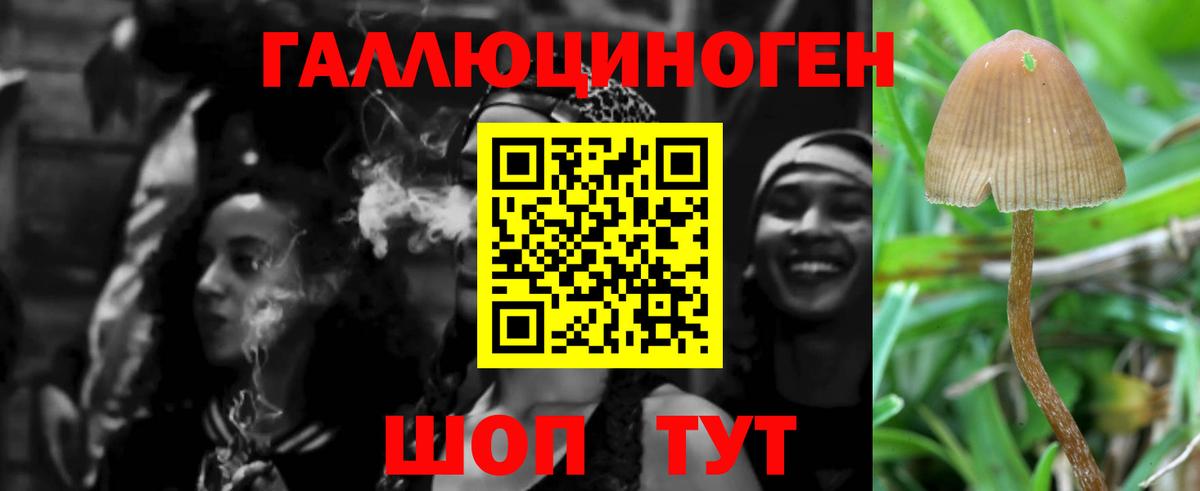 Галлюциногенные грибы Psilocybe Кольчугино
